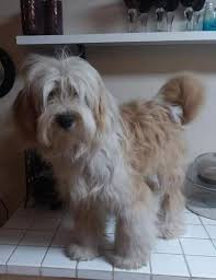 We have been involved with tibetan terriers since 1977 having owned dogs from numerous breeders here in oz plus we have imported from norway and new zealand. Tibetan Terrier Puppies For Sale Petfinder