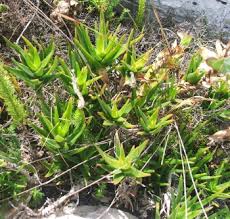 Image result for Aloiampelos tenuior