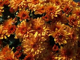 What is pest and disease? Chrysanthemum Diseases Insect Pests Home Garden Information Center