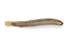 Dojo Loaches: Shrimp Or Snails?