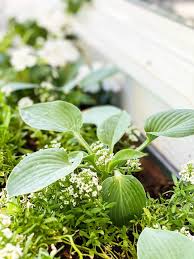 If you want your hostas to be the biggest on your block, (and who doesn't?), supplement granular fertilizers with a foliar liquid feed of a high nitrogen fertilizer with added magnesium every two weeks (e.g. Tips And Tricks For Planting Hostas In Pots