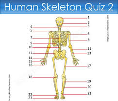 Human being anatomy skeleton structure of a long. Human Skeleton Quiz 2 Skeletal System Human Body Facts