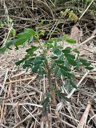 Image result for Grewia mildbraedii