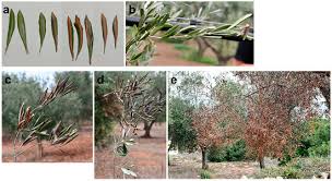 Image result for xylella fastidiosa oleander symptoms