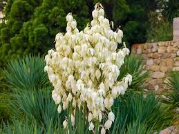 Yucca palme palmen garten mittelamerika lilien blickfang im freien jahreszeiten blumen. Palmlilie Vermehren So Funktioniert S Durch Samen Teilung Und Ableger