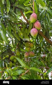 Image result for Mangifera