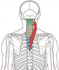 Understanding Trigger Points Neck Ache Headache Eye Ache Corpo Umano Corpo