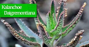 Suculenta Kalanchoe Daigremontiana En 2020 Kalanchoe Daigremontiana Suculentas Crasulaceas