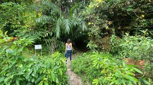 Check spelling or type a new query. Hiking Clementi Forest A Secret Route Off The Green Corridor The Travel Intern