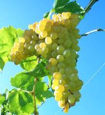 Besides good quality brands, you'll also find plenty of discounts when you shop for artificial grape vine during big sales. Thompson Seedless Grapevines For Sale Grape Vines Aquaponics Grapes