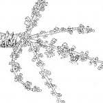 Image result for Lannea discolor