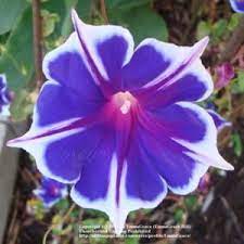 Sesshyswind Photo Blue Picotee Morning Glory Morning Glory Flowers Morning Glory Garden Vines