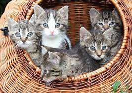 July 17th, 2016 by jessi larson. The Top 100 Most Adorable And Cute Cat Names Huffpost