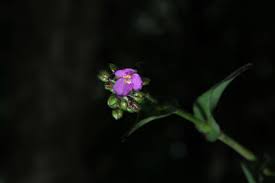 Image result for Anthericopsis