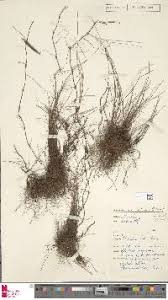 Image result for Marsilea villifolia