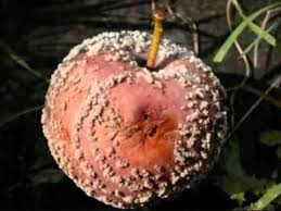 Maybe you would like to learn more about one of these? Jamur Deuteromycota Pengertian Ciri Gambar Struktur Contoh