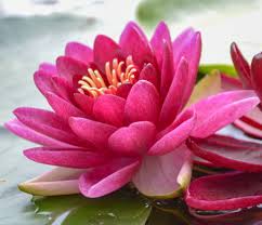 Image result for Nymphaea