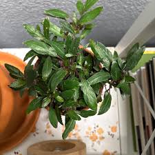 Image result for Strobilanthopsis