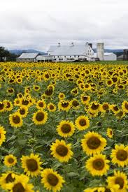 Sun Flower Field Sunflower Fields Flower Field Lavender Fields