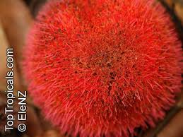 Image result for Parkia