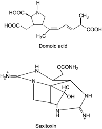 Image result for Amnesic Shellfish Poisoning