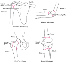 Image result for Growth Plate