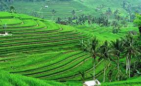 11 01 2021 45 gambar pemandangan alam indah keren lengkap temukan semua. Wisata Desa Populer Dengan Suasana Alam Pedesaan Di Bali