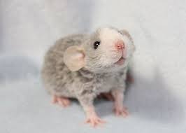 Pin By Neli Mandel On Animals Pet Rats Cute Rats Cute Animals