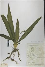 Image result for Chlorophytum gallabatense