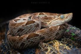 Image result for Bothrops asper
