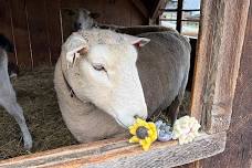 From Grass to Wool and Felted Flowers