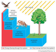 Trophic pyramid | Definition & Examples | Britannica