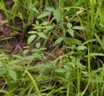 Image result for Indigofera praticola