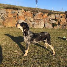 Image result for malý modrý gaskoňský honič