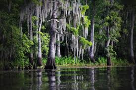Search through our database for louisiana wallpapers and photos to find the perfect background for you. Swamp Bayou Louisiana Moss Cypress Nature Public Domain Bayou Louisiana Landscape 640x426 Download Hd Wallpaper Wallpapertip
