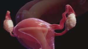 Characteristic of the vertebrate form, the human body has an internal skeleton with a backbone, and, as with the mammalian form, it has hair and mammary glands. Overview Of The Female Reproductive System Women S Health Issues Merck Manuals Consumer Version
