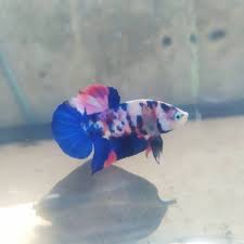 Ini adalah beberapa jenis dari ikan cupang dan juga ciri fisiknya Ikan Cupang Hias Nemo Koi Galaxy Multicolor Real Pict Shopee Indonesia