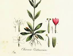 Image result for Chironia
