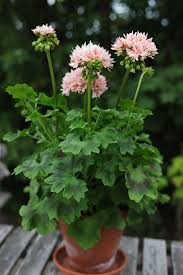 Dagens pelargon: 'Bev Foster'. Dvärg...