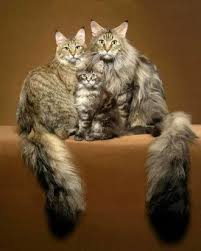 foto kot tashit sosiski iz holodilnika fotograf irina kuznecova izobrazhenie ili kartinka ogromnoj kollekcii kartochk lyubiteli koshek milye kotiki mejn kun