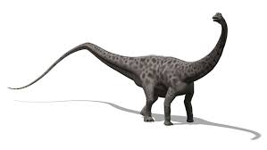 Diplodocus is among the most easily identifiable dinosaurs, with its classic dinosaur shape, long neck and tail and four sturdy legs. Tierlexikon Diplodocus Geolino