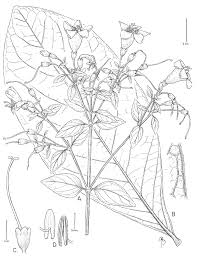 Image result for Laurembergia tetrandra