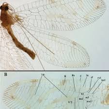 The microhabitat: 30. Cyanopenthe taiwana sp. nov.; 31. C. leei sp....