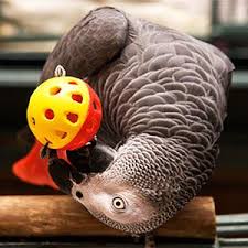 Wholesale Bird Products Bird Supplies Petwholesaler Bird Supplies African Grey Parrot African Grey