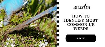 The best thing we can recommend when it. How To Identify Most Common Uk Weeds Updated