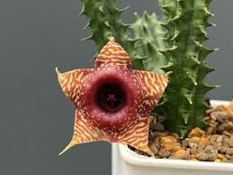 Image result for Huernia levyi