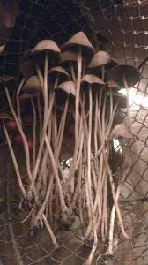 Loyer moyen d'une maison meublée 719 €. Comment Reconnaitre Le Psilocybe Semilanceata Psychowiki Le Wiki De Psychoactif