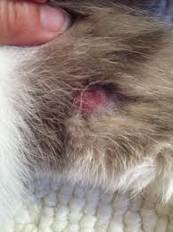 Hair loss on cat ears. My Cat Has Two Red Bald Spots On His Back Legs Near His Knees I Think He Has Licked Them To This Point I Bought An