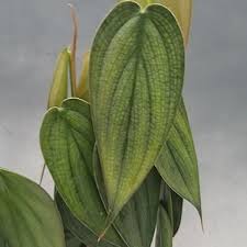 Philodendron Burle Marx Fantasy Limit Of 1 Steve S Leaves Philodendron Plants Tropical Plants
