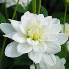 Mba costs range between 5,000 and over 70,000 eur per academic year, depending on where you want to study. Buy Dahlia White Plant Online India At Cheap Price On Plantsguru Com